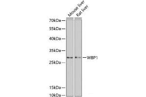 Western blot analysis of extracts of various cell lines using WBP1 Polyclonal Antibody at dilution of 1:3000. (WBP1 Antikörper)