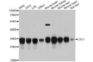 Western blot analysis of extracts of various cell lines, using CYC1 antibody. (Cytochrome C1 Antikörper)