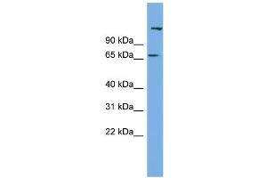 WB Suggested Anti-C12orf4 Antibody Titration: 0. (C12orf4 Antikörper  (N-Term))
