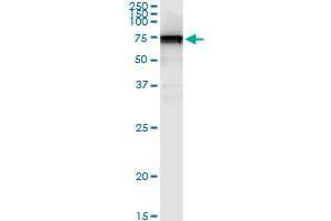 Immunoprecipitation of PRF1 transfected lysate using anti-PRF1 MaxPab rabbit polyclonal antibody and Protein A Magnetic Bead , and immunoblotted with PRF1 purified MaxPab mouse polyclonal antibody (B01P) . (Perforin 1 Antikörper  (AA 1-555))