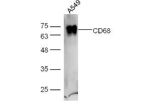 A549 cell lysates probed with Anti-CD68 Polyclonal Antibody, Unconjugated  at 1:5000 for 90 min at 37˚C.
