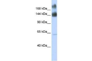 Kinectin 1 antibody used at 1 ug/ml to detect target protein. (KTN1 Antikörper)
