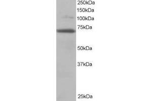Image no. 1 for anti-Ran GTPase Activating Protein 1 (RANGAP1) (AA 2-15) antibody (ABIN291106) (RANGAP1 Antikörper  (AA 2-15))