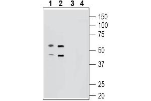 G Protein-Coupled Receptor 139 (GPR139) peptide