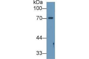 Detection of ANGPT2 in Human ECV304 cell lysate using Polyclonal Antibody to Angiopoietin 2 (ANGPT2) (Angiopoietin 2 Antikörper  (AA 24-165))