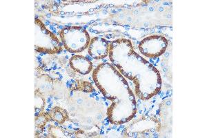 Immunohistochemistry of paraffin-embedded Mouse kidney using PEBP4 Rabbit pAb (ABIN7269280) at dilution of 1:100 (40x lens). (PEBP4 Antikörper)