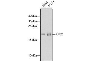 Western blot analysis of extracts of various cell lines, using RMI2 antibody (ABIN6133441, ABIN6146982, ABIN6146983 and ABIN6224617) at 1:1000 dilution. (RMI2 Antikörper  (AA 1-147))