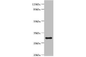 Western blot All lanes: 39S ribosomal protein L28, mitochondrial antibody at 2 μg/mL + Hela whole cell lysate Secondary Goat polyclonal to rabbit IgG at 1/10000 dilution Predicted band size: 30 kDa Observed band size: 30 kDa (MRPL28 Antikörper  (AA 1-256))