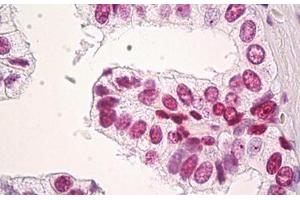 Image no. 3 for anti-Histone H3.3 (AA 1-137) antibody (ABIN1498570) (Histone H3.3 Antikörper  (AA 1-137))