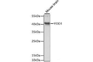 Western blot analysis of extracts of Mouse brain using YOD1 Polyclonal Antibody at dilution of 1:3000. (YOD1 Antikörper)