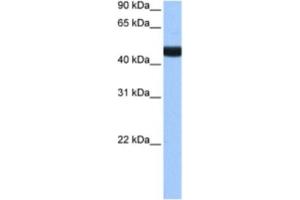 Western Blotting (WB) image for anti-Lin-9 Homolog (LIN9) antibody (ABIN2463377) (LIN9 Antikörper)