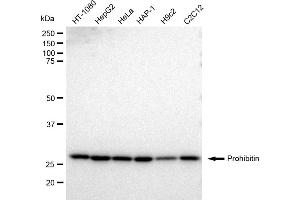 Western blotting analysis using Prohibitin antibody (ABIN7799911).
