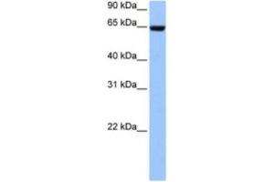 Western Blotting (WB) image for anti-Collagen, Type IV, alpha 3 (Goodpasture Antigen) Binding Protein (COL4A3BP) antibody (ABIN2463516) (COL4A3BP Antikörper)