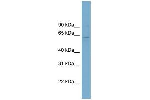 WB Suggested Anti-FAM188B2 Antibody Titration: 0. (FAM188B2 Antikörper  (Middle Region))