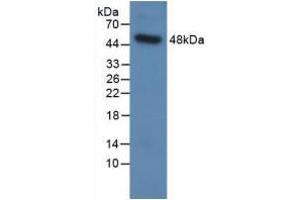 Western blot analysis of recombinant Human SPC. (Surfactant Protein C Antikörper  (AA 24-197))