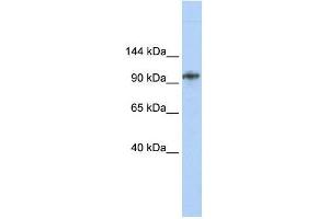 BBX antibody used at 1. (BBX Antikörper  (Middle Region))