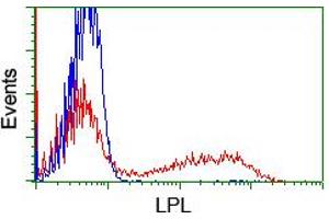 HEK293T cells transfected with either RC203766 overexpress plasmid (Red) or empty vector control plasmid (Blue) were immunostained by anti-LPL antibody (ABIN2455197), and then analyzed by flow cytometry. (Lipoprotein Lipase Antikörper  (AA 28-475))