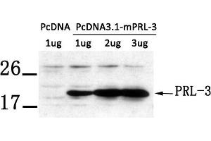 Western blot analysis of extract from LX-2 cells transfected with PRL-3 using PRL-3 antibody. (PTP4A3 Antikörper  (AA 161-166))