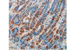 IHC-P analysis of Mouse Stomach Tissue, with DAB staining. (CD55 Antikörper  (AA 47-286))