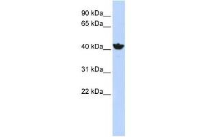 Western Blotting (WB) image for anti-Alcohol Dehydrogenase 4 (Class II), pi Polypeptide (ADH4) antibody (ABIN2458762) (ADH4 Antikörper)