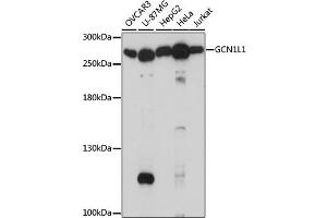 Western blot analysis of extracts of various cell lines, using GCN1L1 antibody. (GCN1L1 Antikörper)
