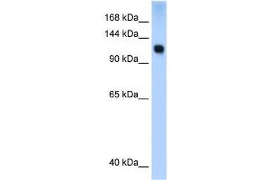 WB Suggested Anti-SMARCA5 Antibody Titration:  0. (SMARCA5 Antikörper  (N-Term))