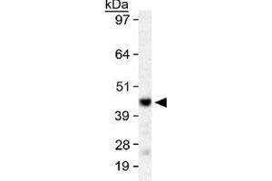 Western blot analysis of SIRT6 in HeLa whole cell lysate with SIRT6 polyclonal antibody . (SIRT6 Antikörper  (AA 300-355))