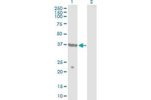 Western Blot analysis of TUSC4 expression in transfected 293T cell line by TUSC4 MaxPab polyclonal antibody. (NPRL2 Antikörper  (AA 1-380))