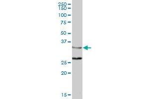 ZWINT MaxPab polyclonal antibody. (ZWINT Antikörper  (AA 1-277))