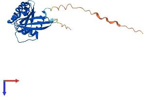 RAB6B Protein (AA 1-208) (His tag)