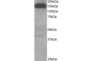Image no. 2 for anti-Dynactin 1 (DCTN1) (C-Term) antibody (ABIN374269) (Dynactin 1 Antikörper  (C-Term))