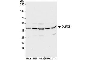 Western Blotting (WB) image for anti-Glutaredoxin 3 (GLRX3) (AA 285-335) antibody (ABIN7450288)