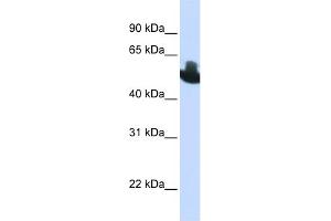WB Suggested Anti-RUNX2 Antibody Titration:  0. (RUNX2 Antikörper  (C-Term))