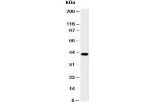 Western blot testing of HSD17B2 antibody and human placenta lysate;  Predicted size: 43KD;  Observed size: 43KD (HSD17B2 Antikörper  (AA 373-387))