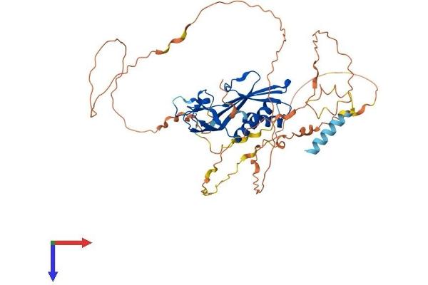 RTP3 Protein (AA 1-474) (His tag)
