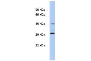 C11ORF46 antibody used at 1 ug/ml to detect target protein.