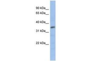 Image no. 1 for anti-Myogenic Factor 5 (MYF5) (AA 71-120) antibody (ABIN6735797) (MYF5 Antikörper  (AA 71-120))