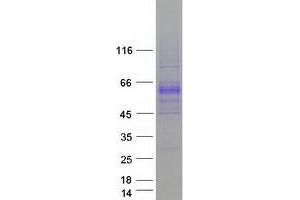 Validation with Western Blot (BMP6 Protein (Myc-DYKDDDDK Tag))