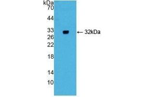 Detection of Recombinant GIF, Mouse using Polyclonal Antibody to Gastric Intrinsic Factor (GIF) (Intrinsic Factor Antikörper  (AA 31-288))