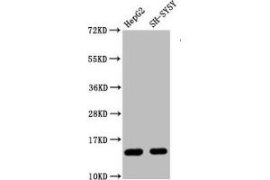 Western Blot Positive WB detected in HepG2 whole cell lysate 83H-SY5Y whole cell lysate All lanes Mono-methyl-Histone H3. (Rekombinanter HIST1H3A Antikörper  (H3R128me))