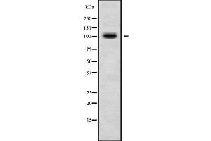 Western blot analysis of RASIP1 using HeLa whole cell lysates (RASIP1 Antikörper  (Internal Region))