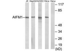 Western blot analysis of extracts from HuvEc cells/HepG2 cells/HeLa cells/Jurkat cells, using AIFM1 Antibody. (AIF Antikörper  (AA 51-100))