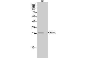 Western Blotting (WB) image for anti-Tumor Necrosis Factor (Ligand) Superfamily, Member 8 (TNFSF8) (Internal Region) antibody (ABIN3181461) (TNFSF8 Antikörper  (Internal Region))