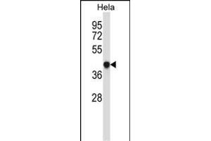 GRINA Antibody (Center) (ABIN657481 and ABIN2846508) western blot analysis in Hela cell line lysates (35 μg/lane). (GRINA Antikörper  (AA 131-158))