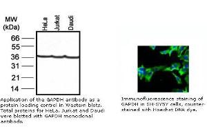 Image no. 1 for anti-Glyceraldehyde-3-Phosphate Dehydrogenase (GAPDH) antibody (ABIN274251) (GAPDH Antikörper)