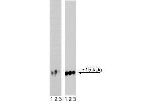 Western Blotting (WB) image for anti-H2A Histone Family, Member X (H2AFX) (pSer139) antibody (ABIN967669)