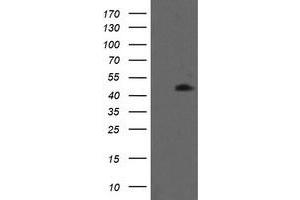 Image no. 1 for anti-Mitogen-Activated Protein Kinase Kinase 1 (MAP2K1) antibody (ABIN1499377) (MEK1 Antikörper)