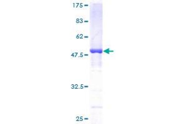 Dynactin 1 Protein (DCTN1) (AA 1-198) (GST tag)