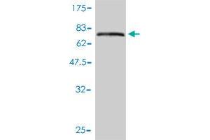 Western Blotting (WB) image for anti-Keratin 17 (KRT17) (AA 1-432) antibody (ABIN561630)