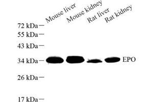 Western blot analysis of EPO (ABIN7073860) at dilution of 1: 500
